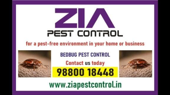 bedbug-service-bedbug-treatment-price-list-residence-shivajinagar-4053